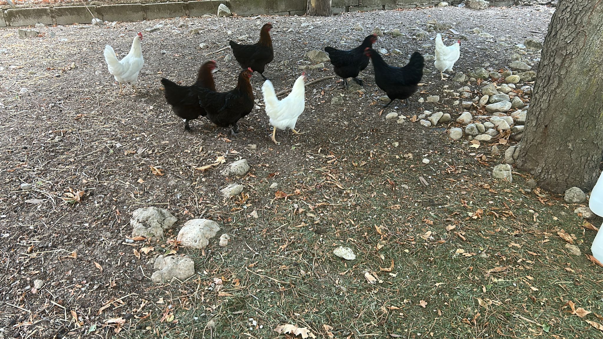 A group of chickens walking on a gravel path surrounded by rocks and sparse grass.