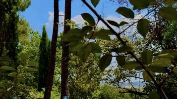 Una piscina rodeada de árboles y un cielo despejado.