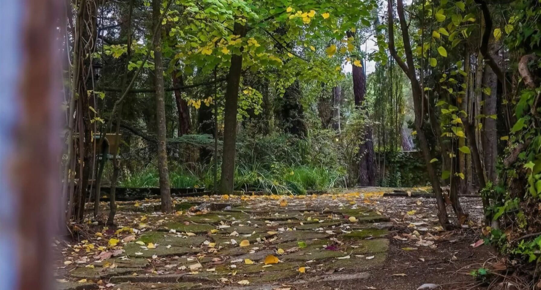 Un área boscosa con un sendero de piedra.