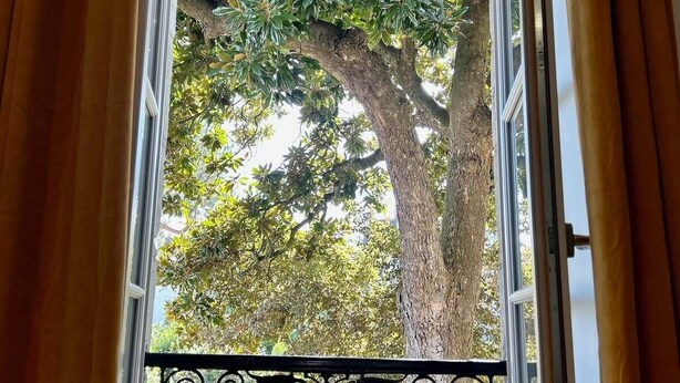 A view through an open window with a balcony railing, overlooking a large tree and surrounding foliage.