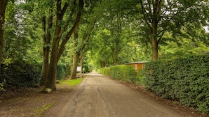 A rural road flanked by dense green trees and a hedge.