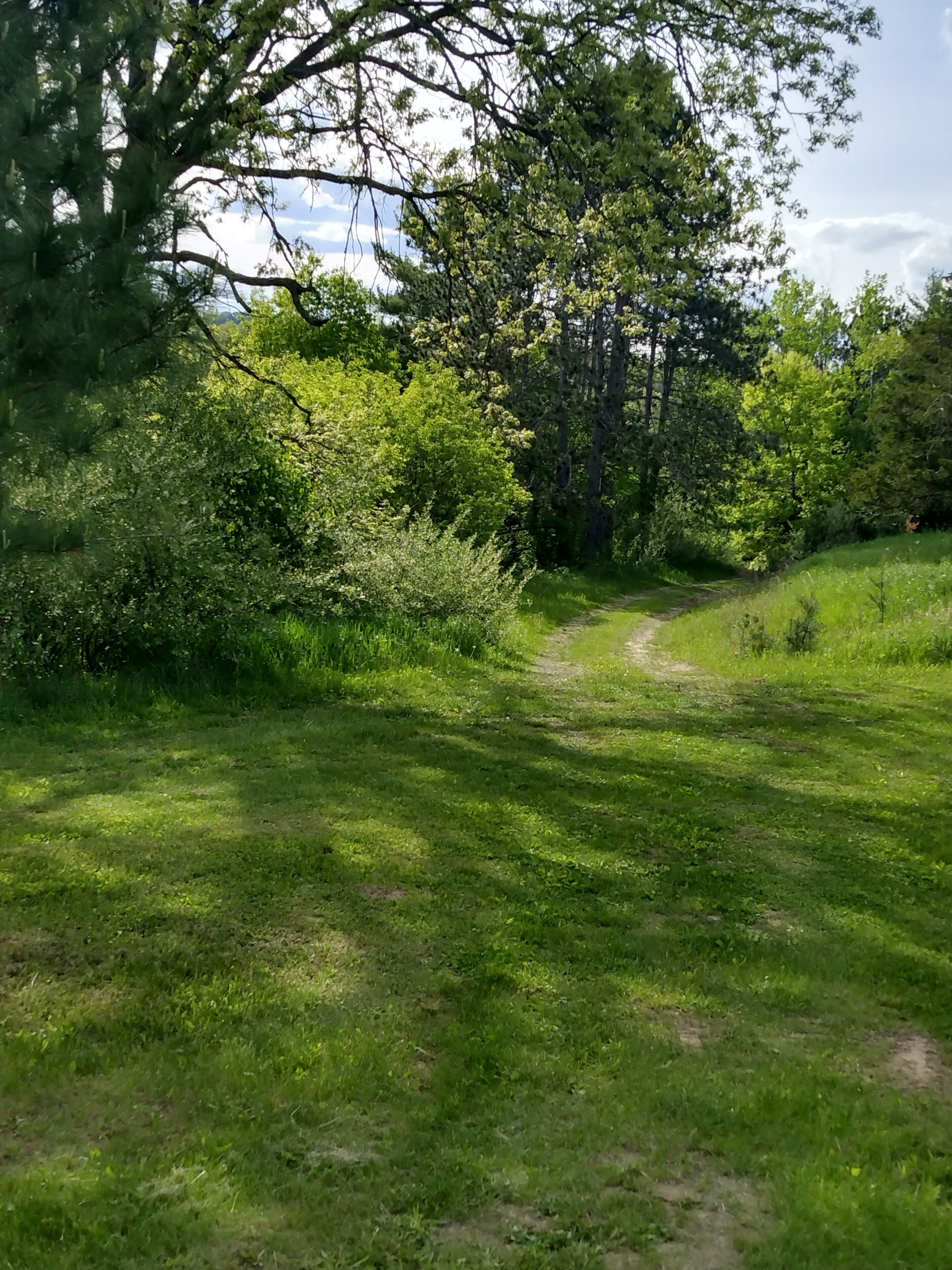 A grassy path surrounded by dense trees and bushes.