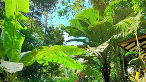 A stone staircase surrounded by lush greenery and large banana leaves. - FINCA ARDILLA (Cahuita)