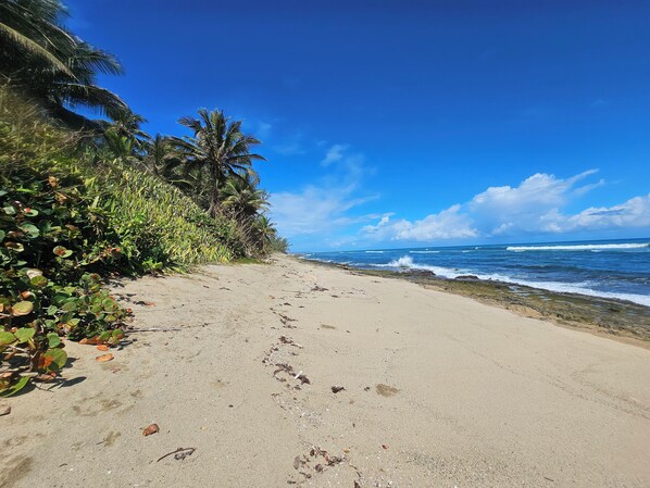 A beach with a clear sky, palm trees, and ocean waves.