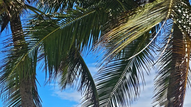 Escena de playa con palmeras y olas del océano.