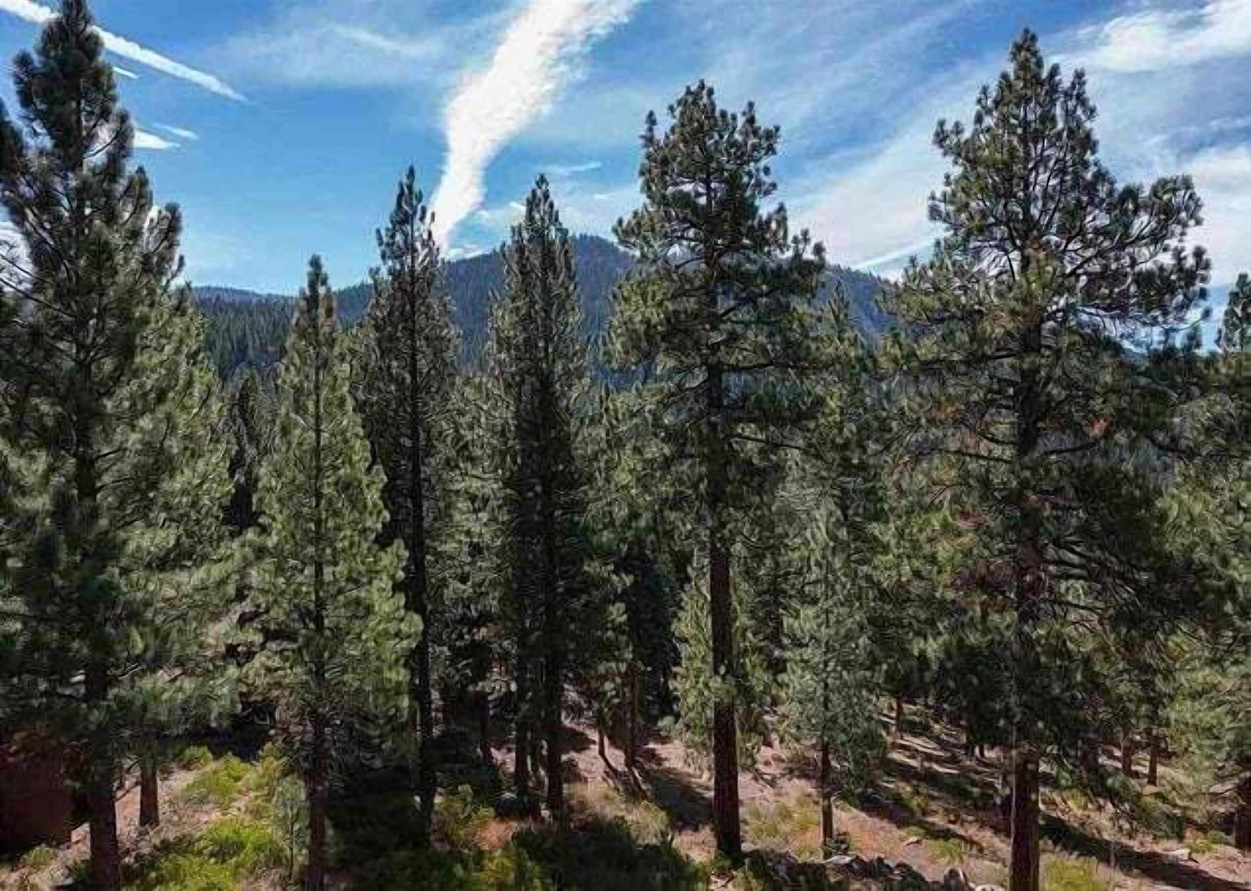 A forest with tall pine trees and a mountain in the background.