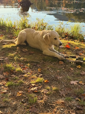 Property grounds - Charming Cabin, Lake Access! Backyard Bubbling Brook. Pets Welcome! (Denmark)