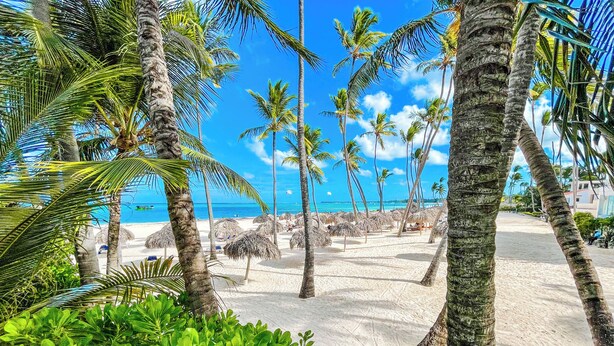 Een strand met palmbomen en een helderblauwe lucht.