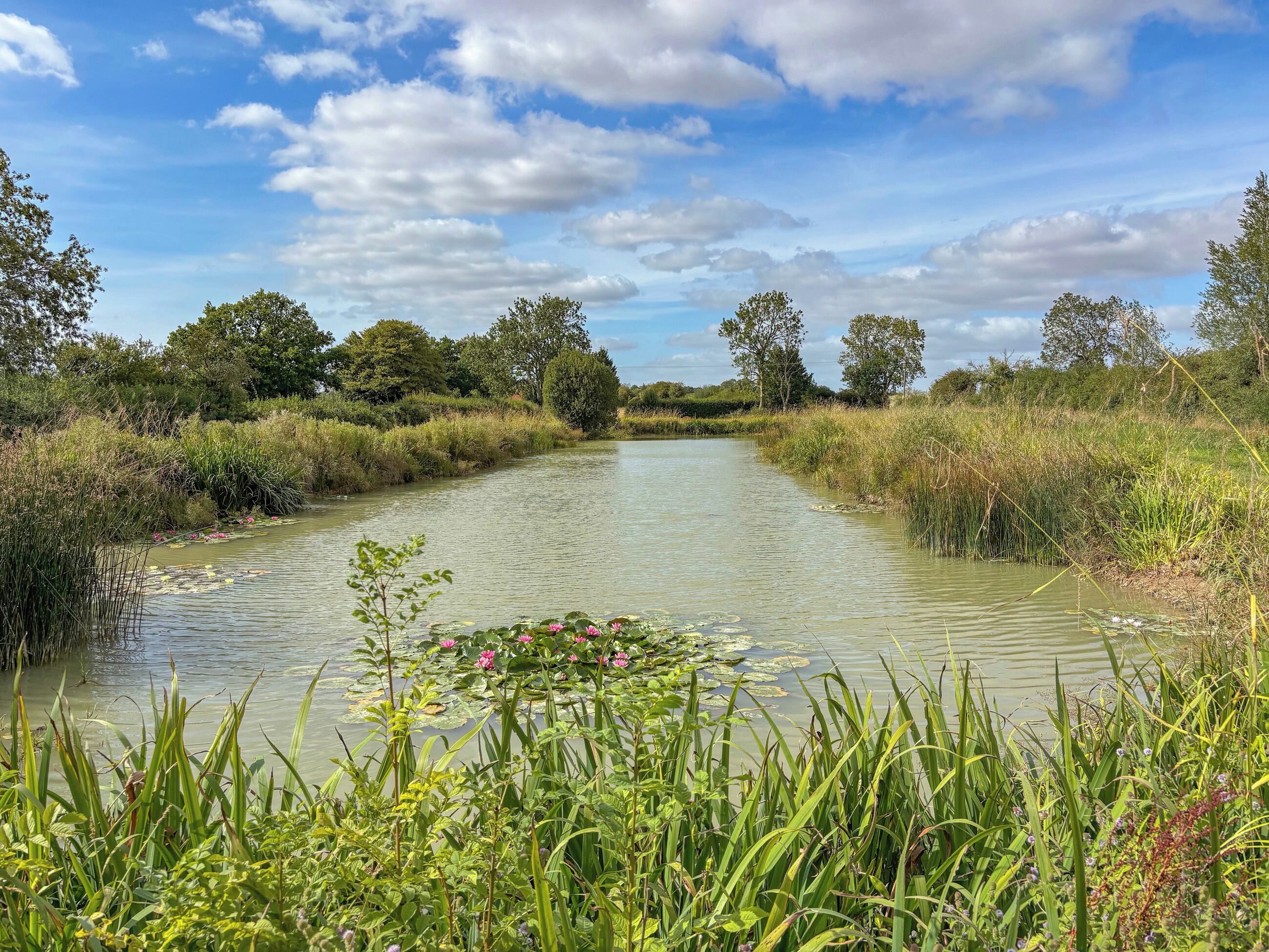 Un fiume tranquillo con rigogliosa vegetazione e alberi su entrambe le sponde.