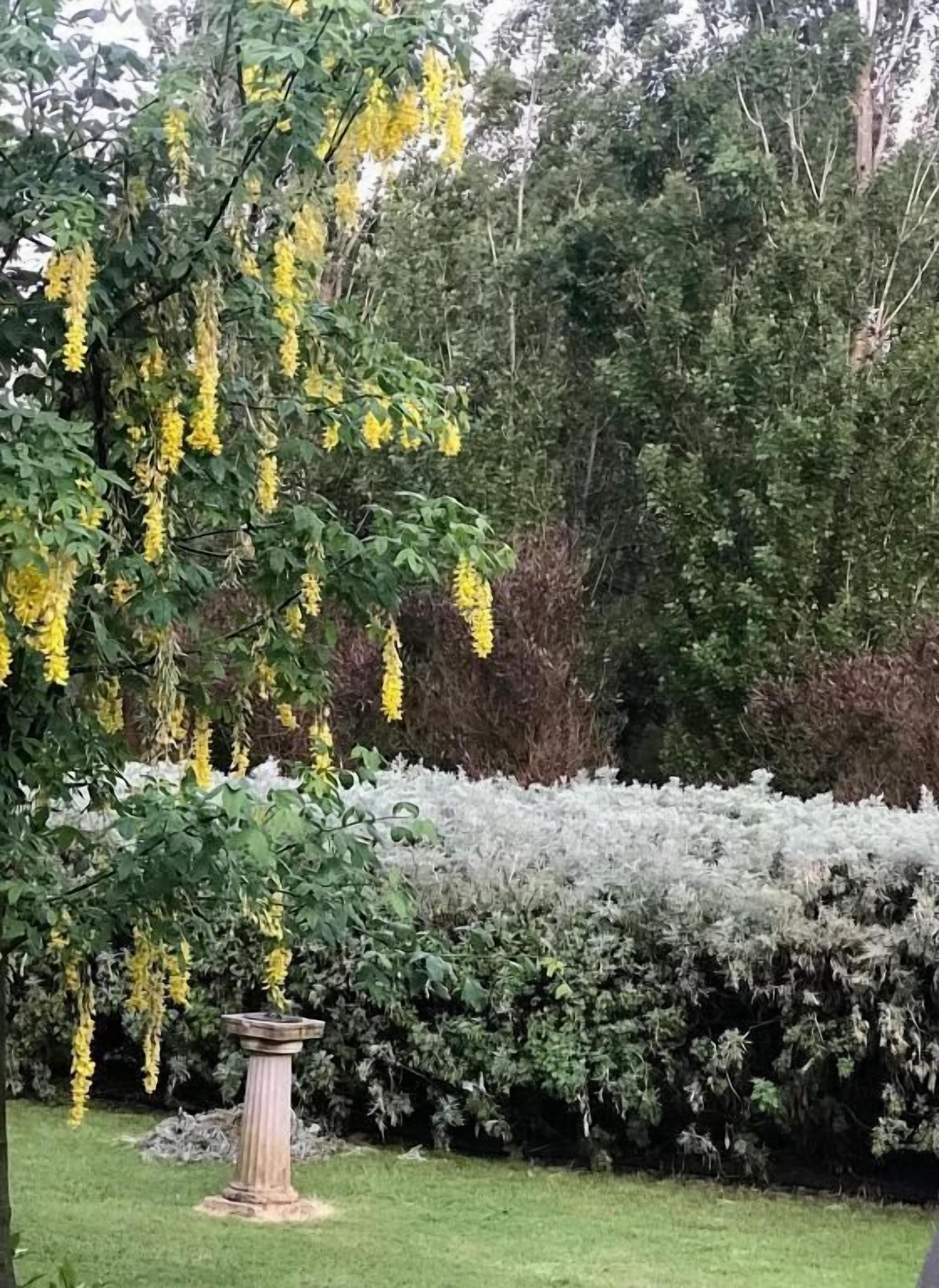 Um jardim com uma árvore florida em flores amarelas, uma sebe branca e um vaso de pedra.