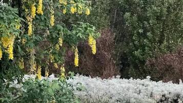 Um jardim com uma árvore florida em flores amarelas, uma sebe branca e um vaso de pedra.