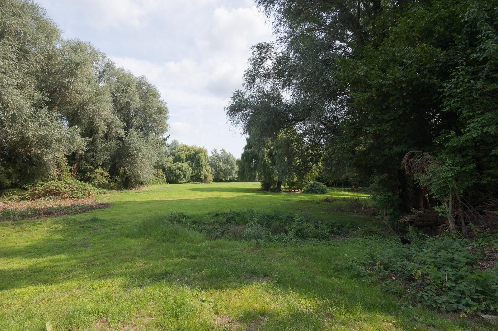 Camp verd amb arbres i arbustos, probablement una zona de parc o jardí.