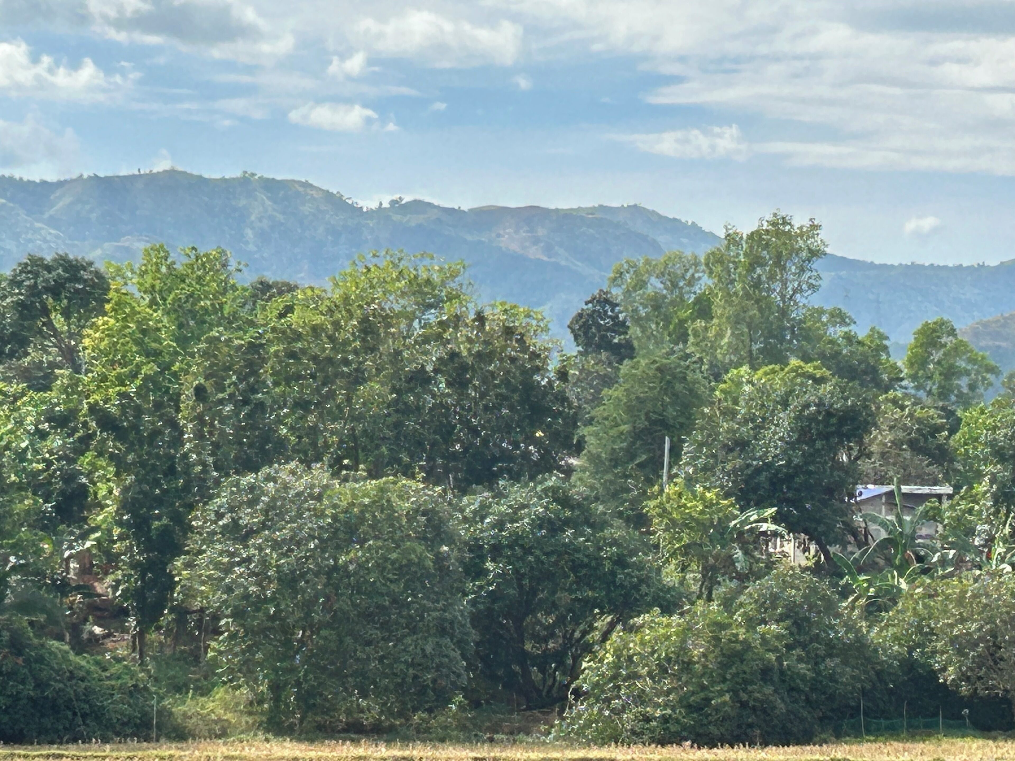 A landscape with dense greenery and distant mountains.