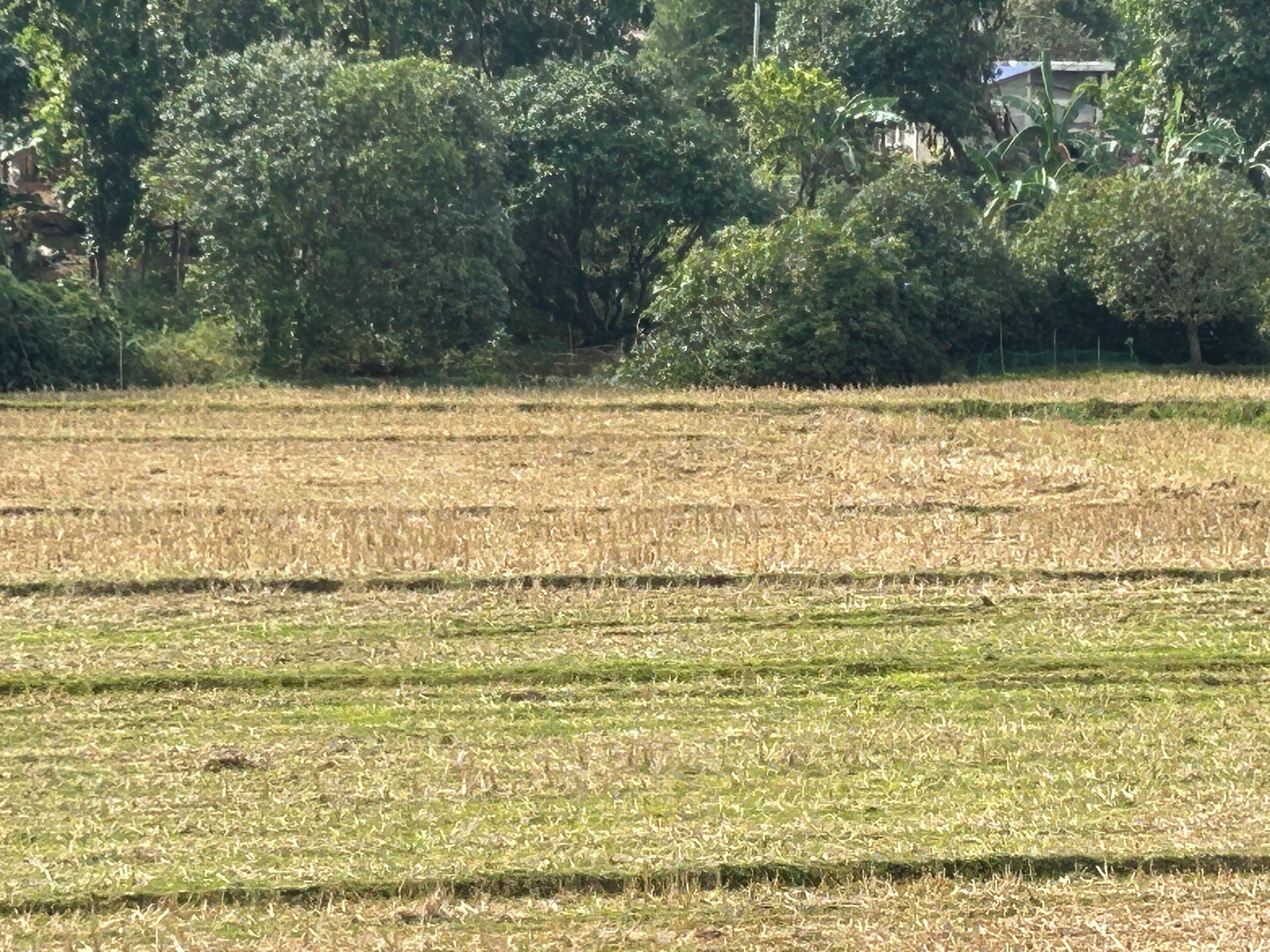 A field with rows of crops, possibly a farm or agricultural area.