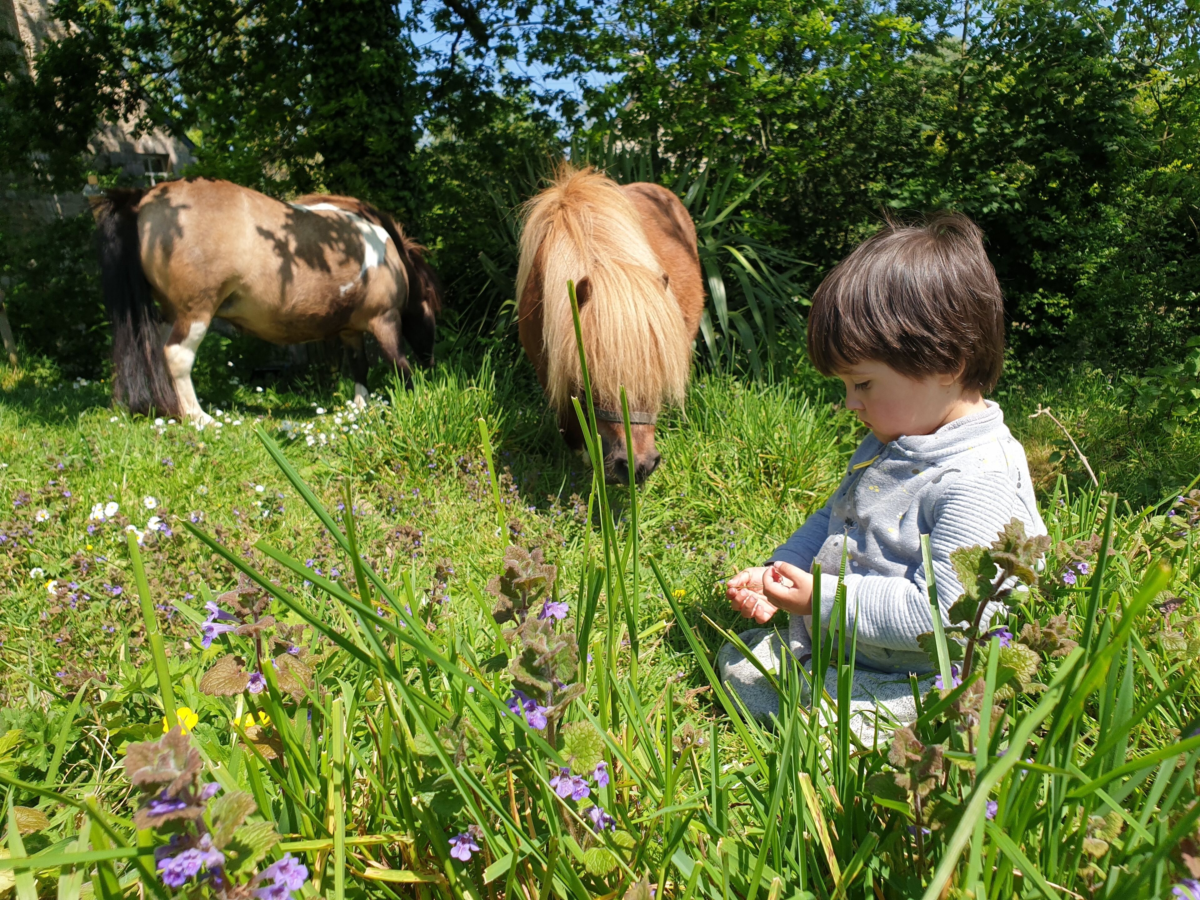 A child sitting in a grassy area with flowers and two horses in the background.