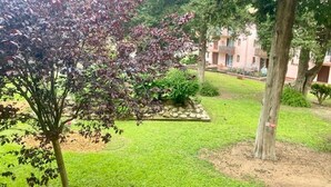 A courtyard with a tree, a grassy area, and a building in the background. - très bel F3 avec balcon (Amélie-les-Bains-Palalda)