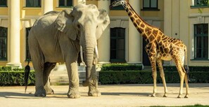 Miscellaneous - Chic 1BR Apt Very Central. with ensuite washer, TV (Vienna)