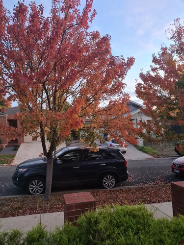 Parrot's on the creek .