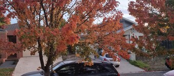 Parrot's on the creek .