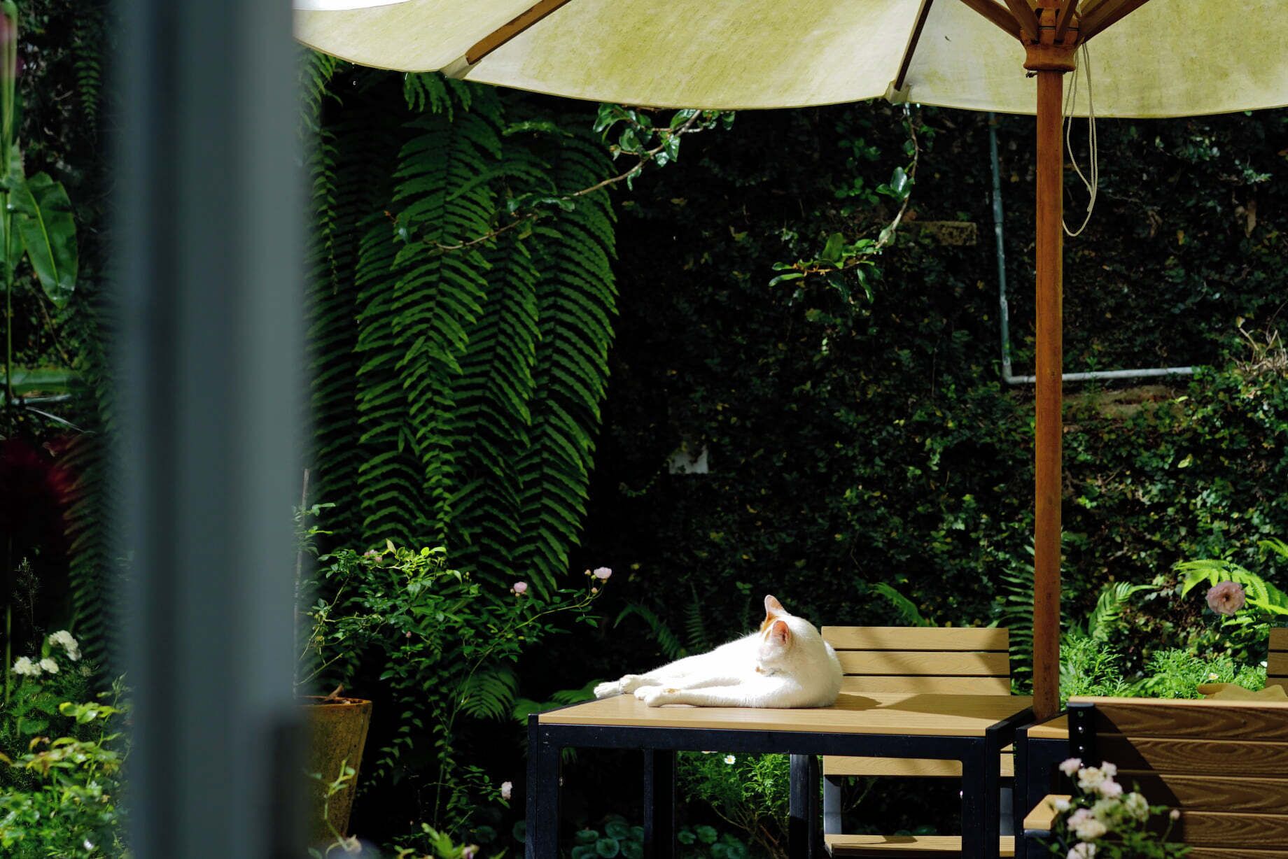 Un chat blanc est allongé sur un banc en bois, à l'ombre d'un grand parasol, dans un jardin où la végétation est luxuriante.