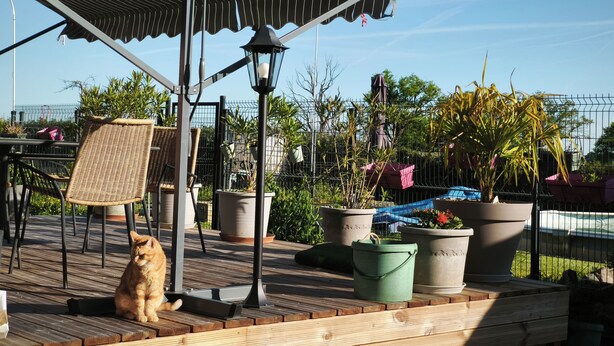 Una terraza de madera con un gato, muebles de exterior, plantas en macetas y una valla de metal.