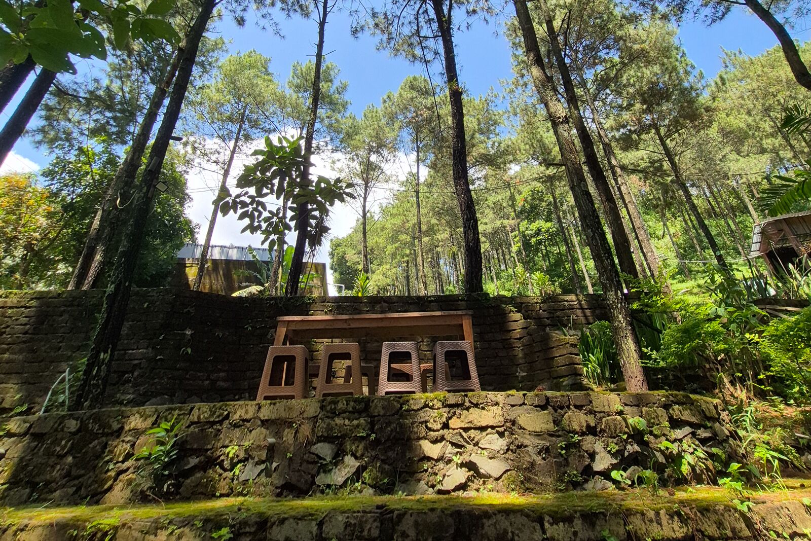 A stone wall with a wooden structure, surrounded by tall trees and greenery.