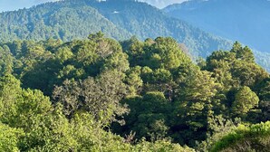 A mountainous landscape with dense forest. - Embellupe Lodging (San José del Pacífico)