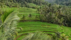 Terraced rice fields with palm trees and a forested hill in the background. - Calma Coliving at Jatiluwih, Bali (Penebel)