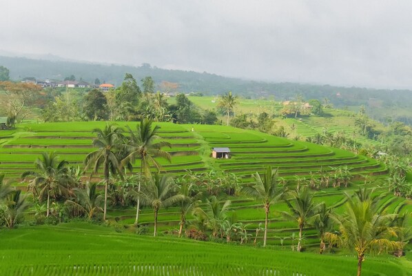 Terraced rice fields with a small building in the center. - Calma Coliving at Jatiluwih, Bali (Penebel)