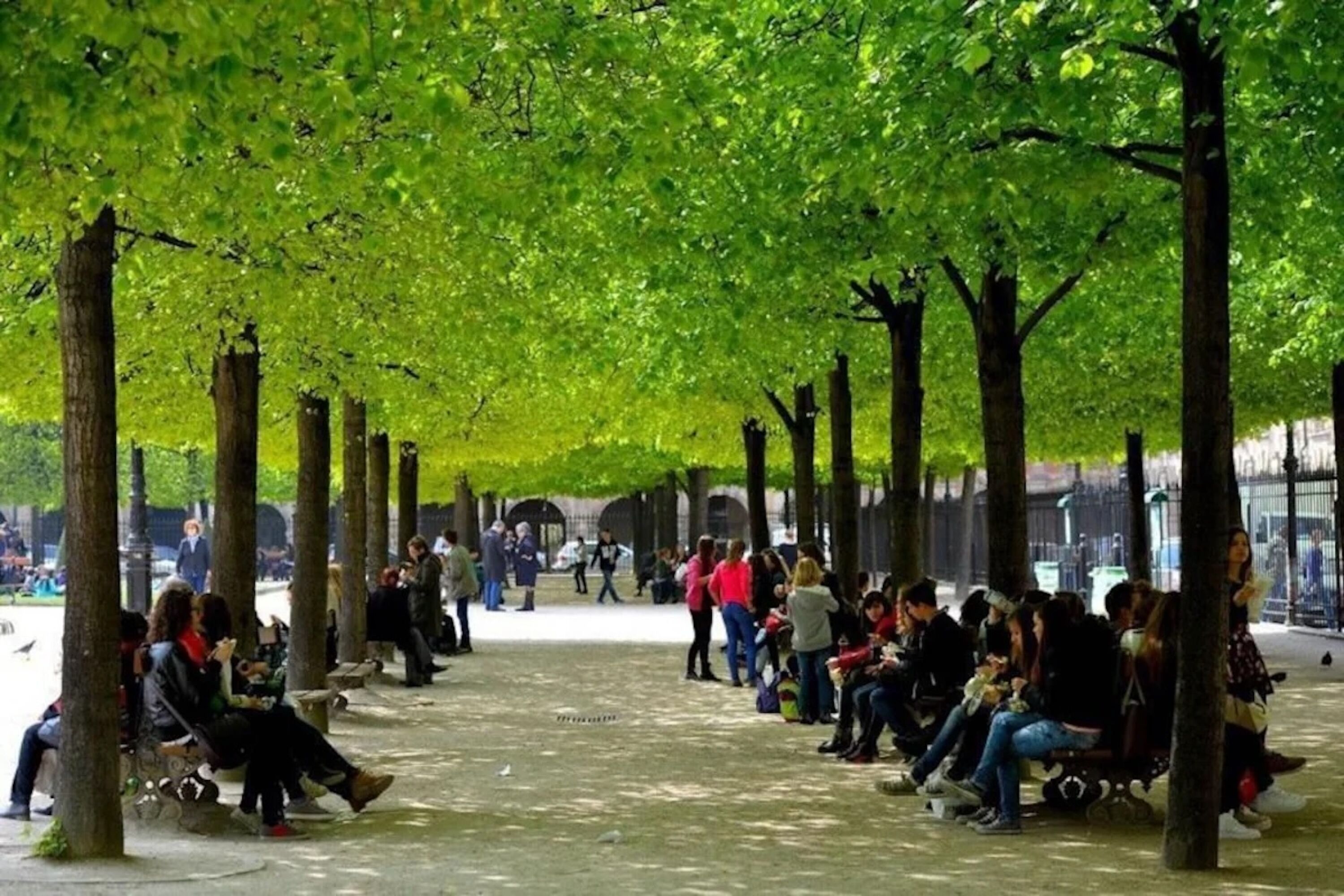 Un parc avec des rangées d’arbres et des bancs où les gens sont assis et se promènent.