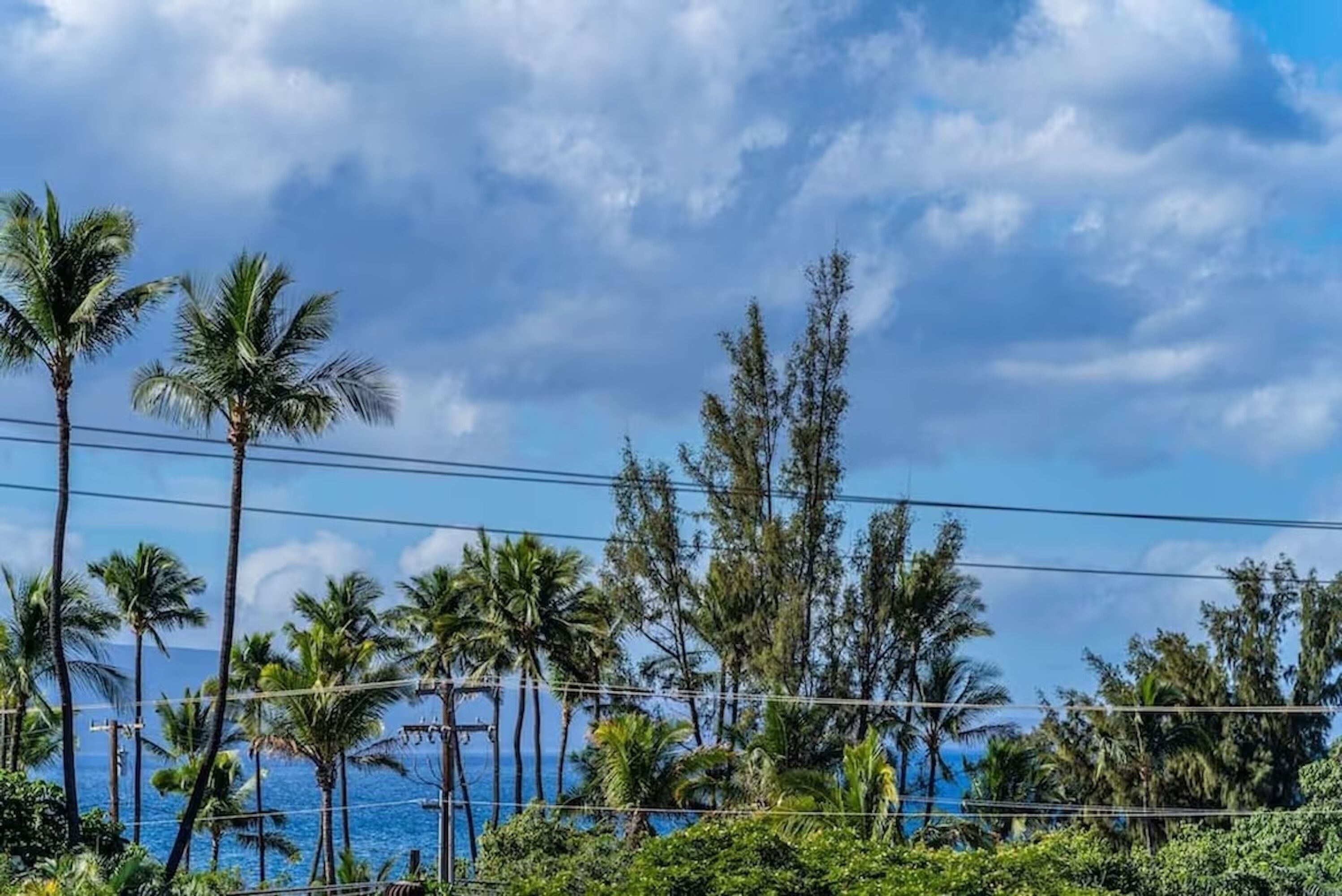 A coastal landscape with palm trees and a view of the ocean.