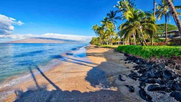A beach with clear blue water, a sandy shore, and palm trees.