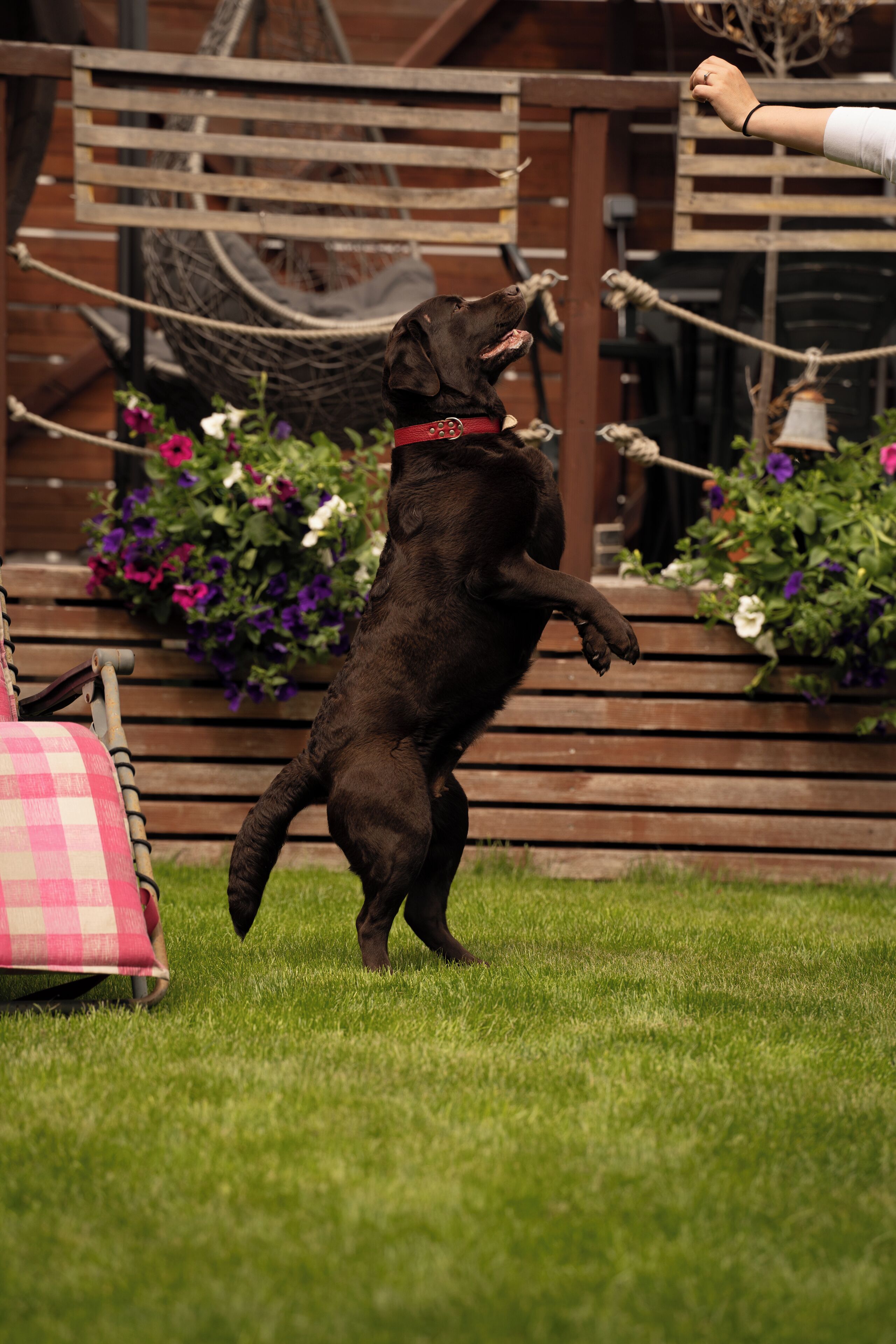 Un perro parado sobre sus patas traseras en un césped, con un banco de madera y parterres de flores al fondo.