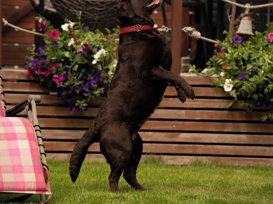 Un perro parado sobre sus patas traseras en un césped, con un banco de madera y parterres de flores al fondo.