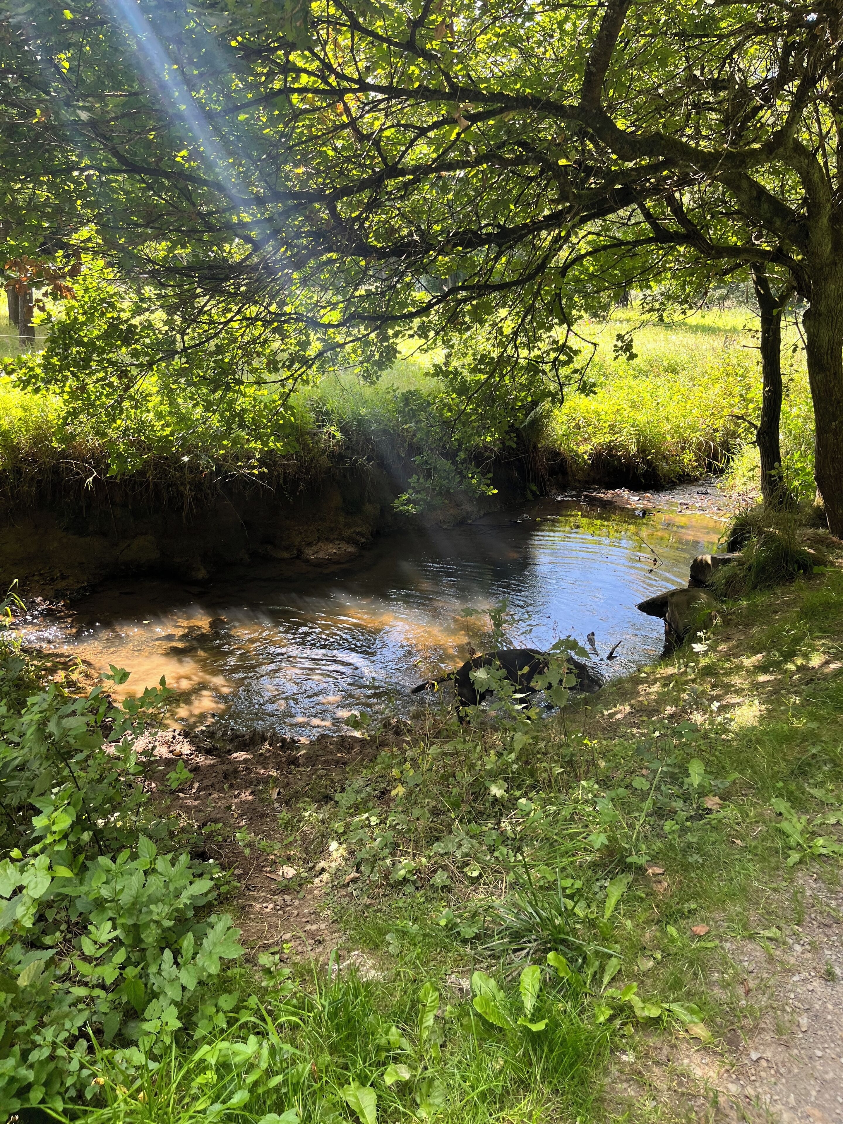 A natural landscape with a stream, dense greenery, and sunlight filtering through trees.