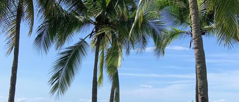 Sun-loungers