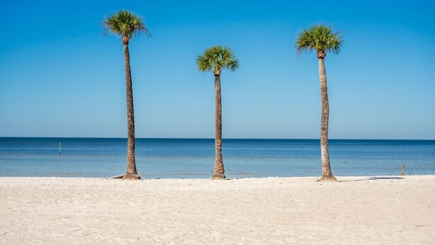 Three palm trees on a sandy beach with clear blue sky and calm sea.