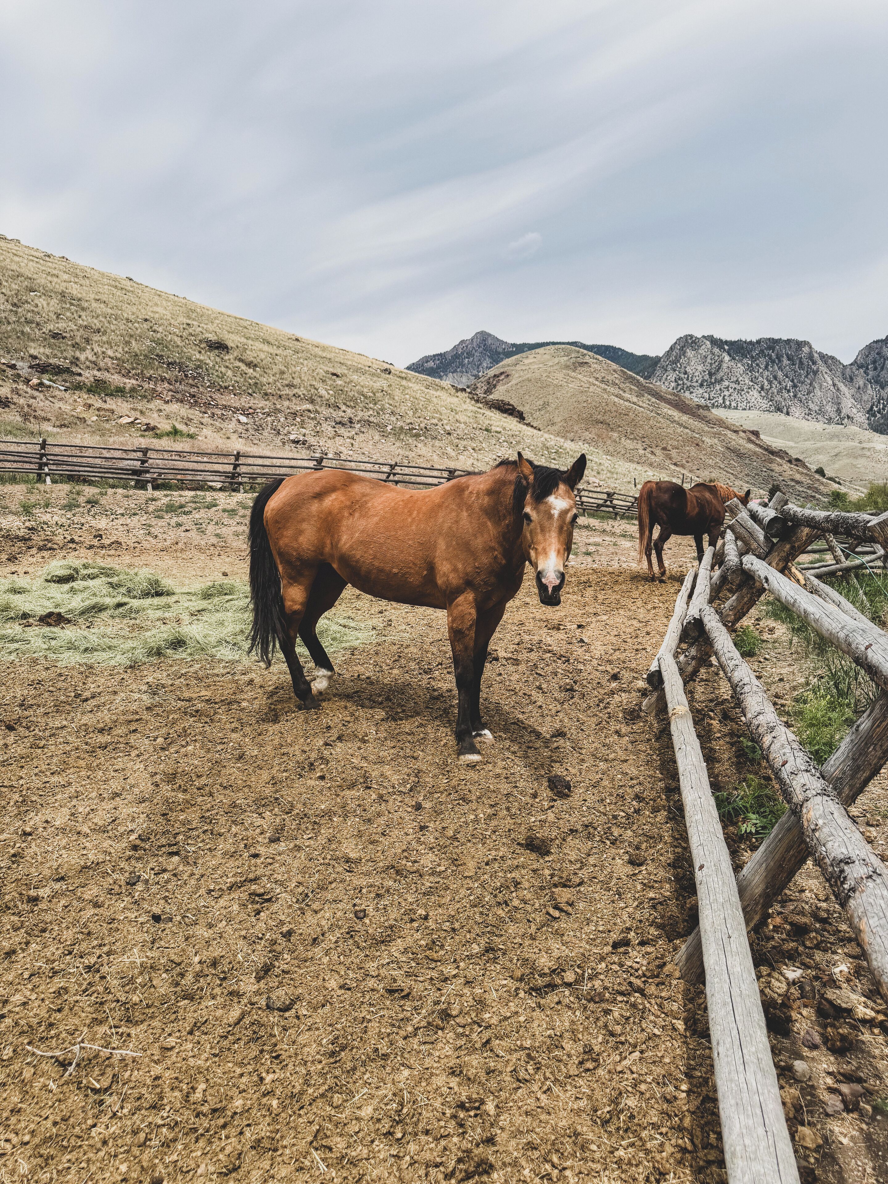 A horse in a fenced area with a mountainous backdrop.