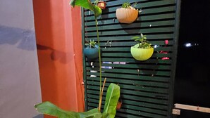 Une plante en pot, avec de grandes feuilles, placée dans un pot en terre cuite, adossée à un volet métallique vert.