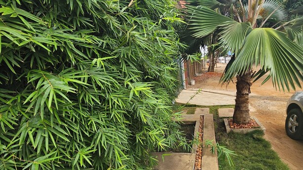 Un espace jardinier avec un chemin en béton, un palmier et un feuillage dense.