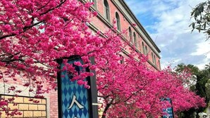 A hotel with a sign in a foreign language, surrounded by blooming pink trees. - Langkei Hotel (Taoyuan City)