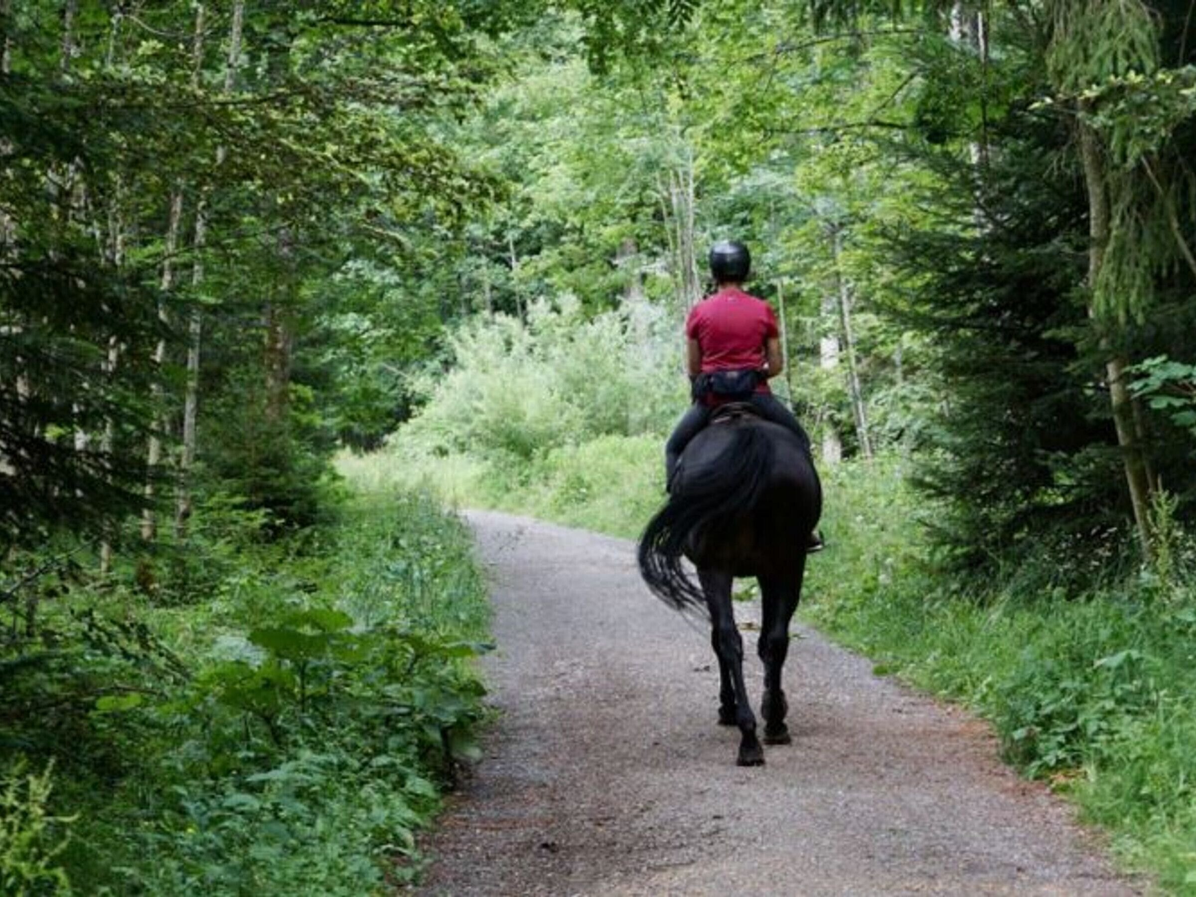 A person riding a horse on a narrow, tree-lined path.