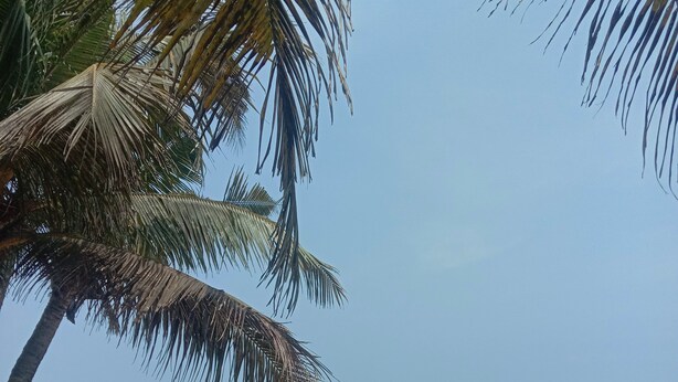 A beach with a palm tree, clear sky, and calm sea. - Marari beach daze homestay (Alappuzha)