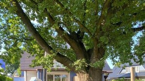 Un mur de pierre, un grand arbre et une maison avec un patio et un espace salon extérieur.