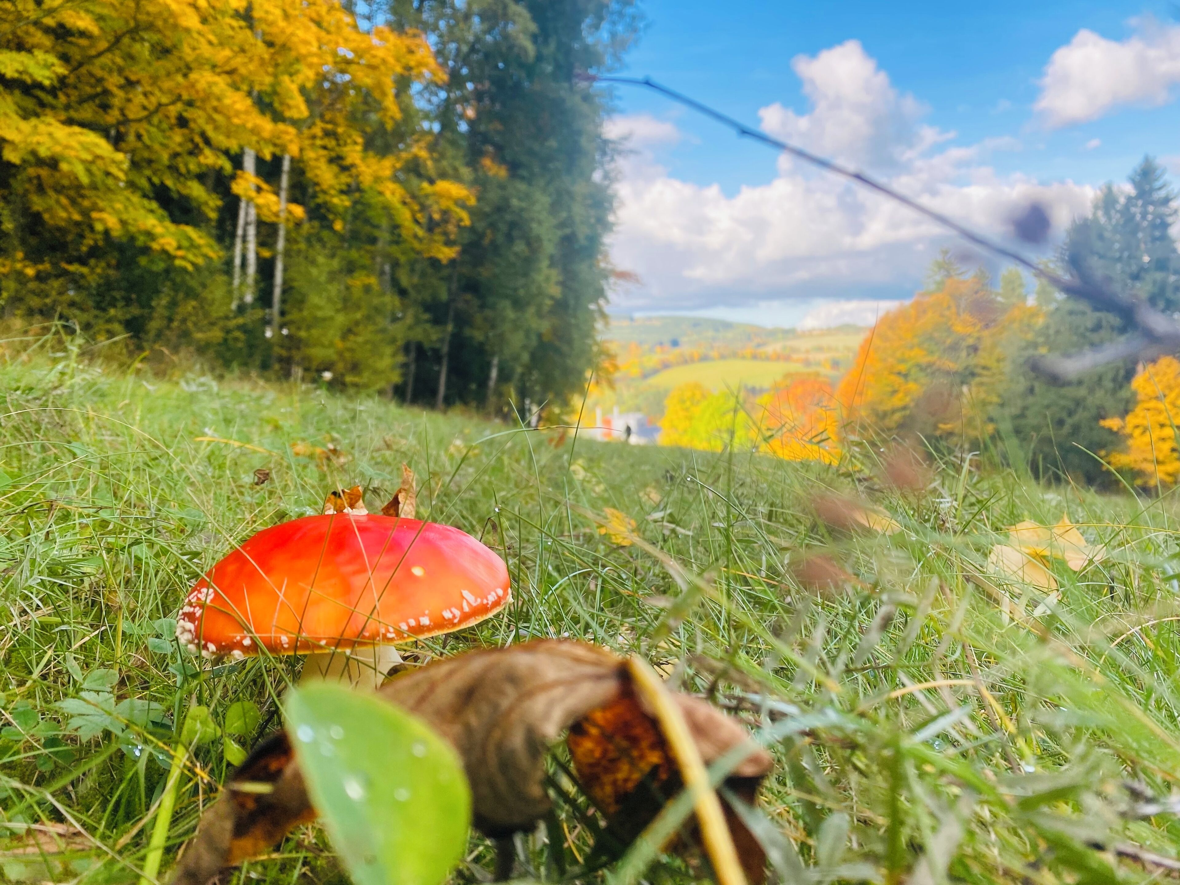 A mushroom in a grassy field with trees in the background.