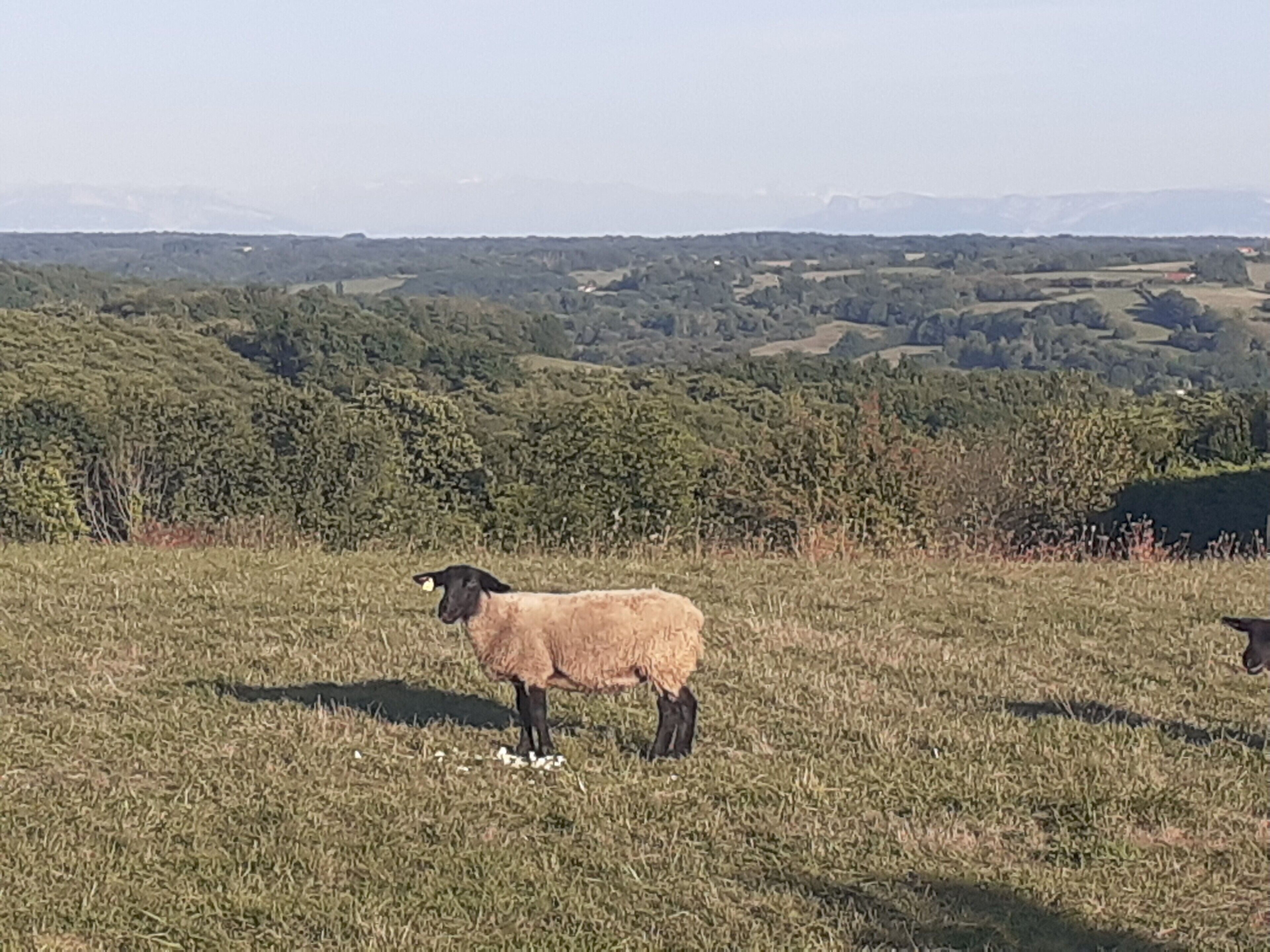 Una oveja en un campo de hierba con un paisaje montañoso al fondo.