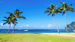A beach with palm trees and the ocean.
