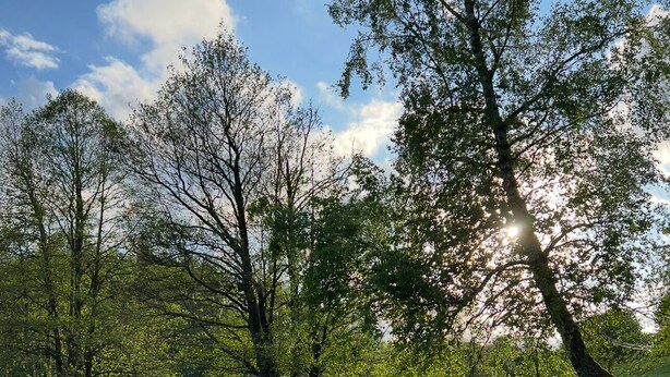 A well-maintained garden with a variety of trees, a clear sky, and a pond.