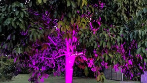 Un arbre dont le tronc et les branches sont roses, entouré d’herbe et de paillis.