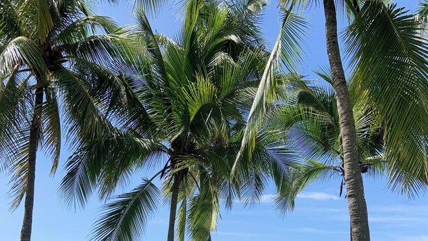 A beach with palm trees and a view of the ocean. - Beautiful complex with swimming pool, close to the beach and downtown. (Sámara)